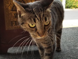 CIMG0333