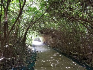 CIMG0224-1