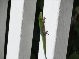 CIMG0385