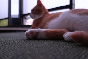 IMG_2399