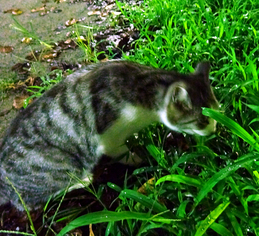 f:id:ICHIZO:20160922210408j:plain