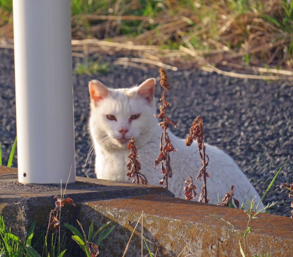 f:id:ICHIZO:20180408210631j:plain