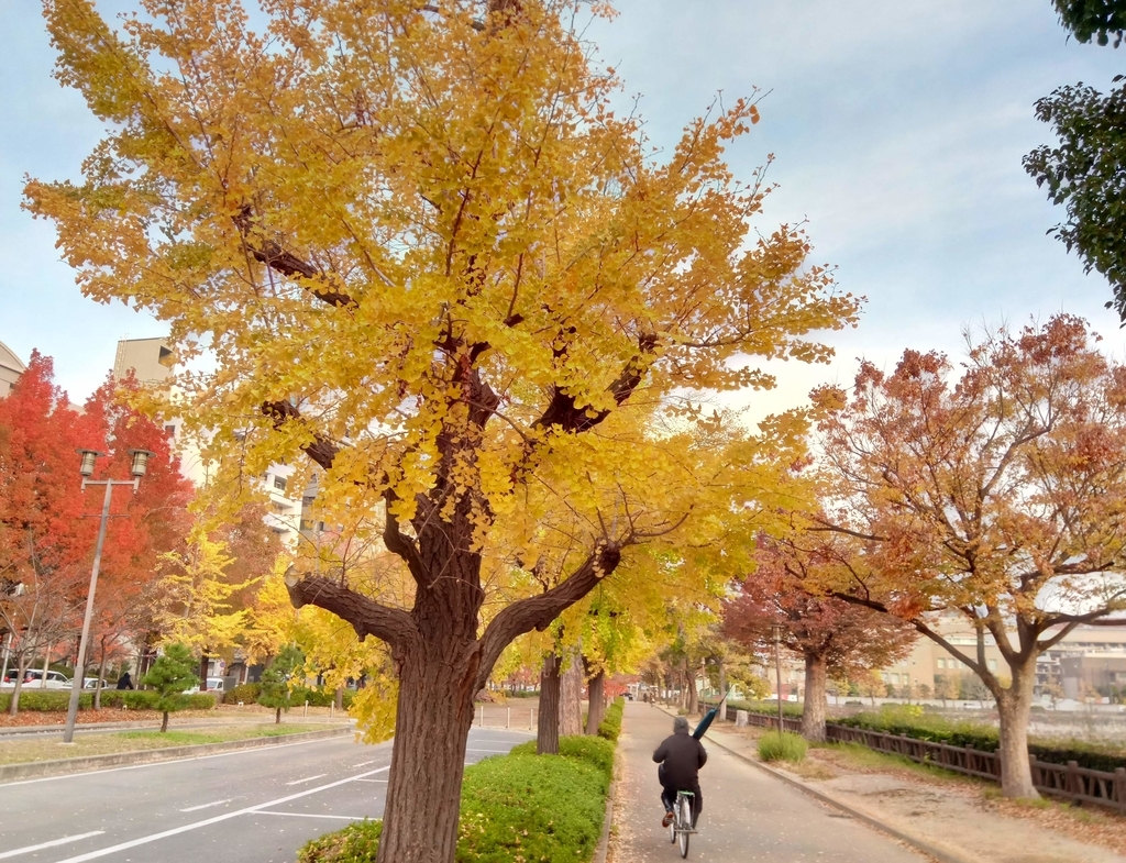 f:id:ICHIZO:20181219045908j:plain