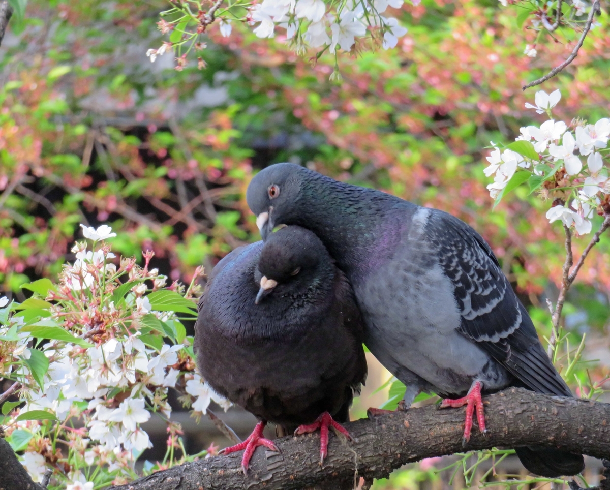 f:id:ICHIZO:20190427204056j:plain