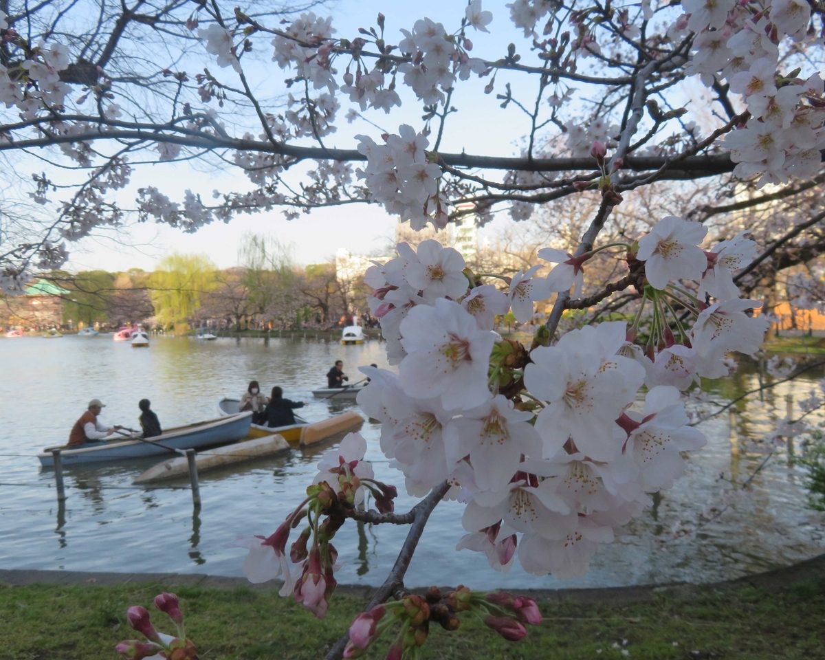 f:id:ICHIZO:20200326042512j:plain