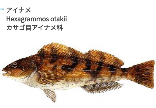 f:id:IKKAN:20200409152340j:plain f:id:IKKAN:20200409152340j:plain