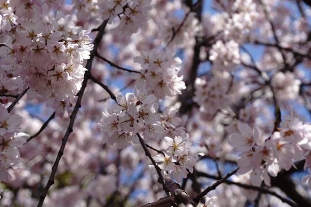 f:id:IMK:20170504190006j:plain