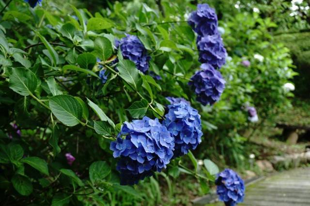 f:id:IMK:20170728161533j:plain