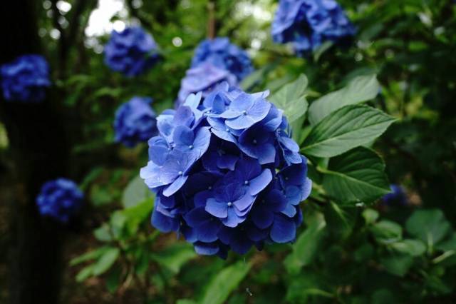f:id:IMK:20170728161853j:plain
