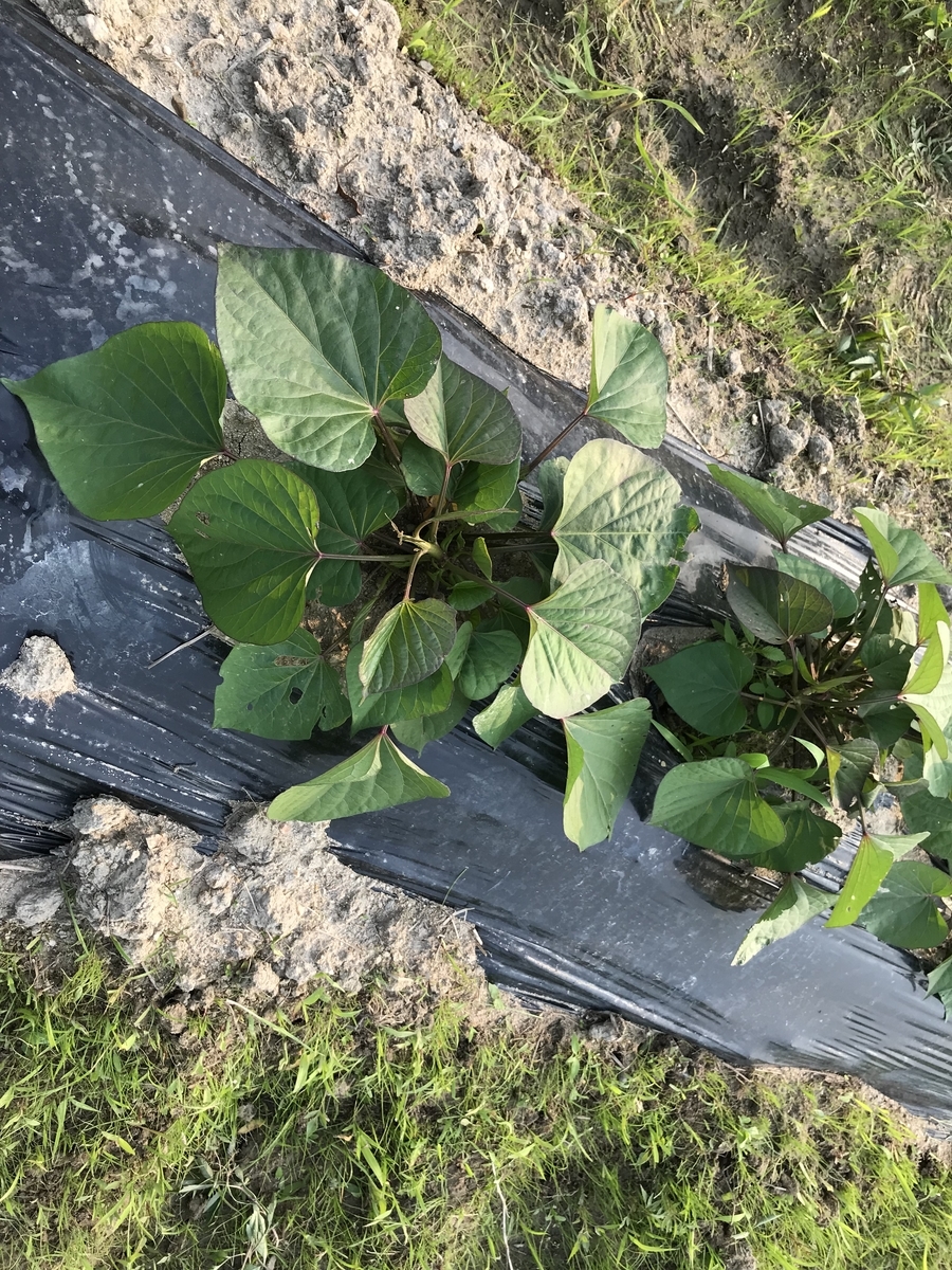 f:id:IMO-14002:20190630095037j:plain
