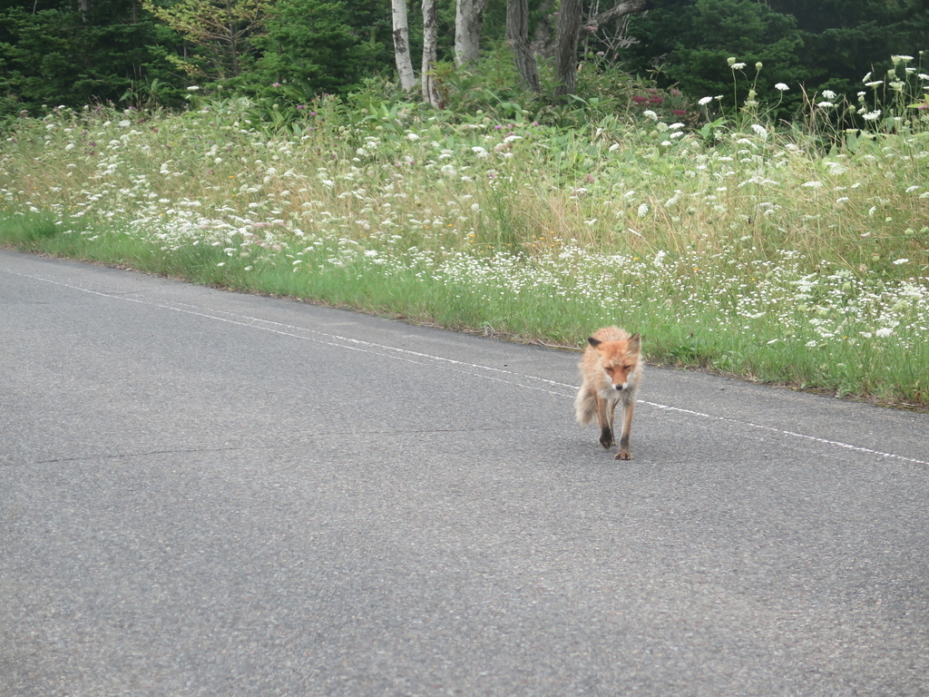 f:id:IMP8566:20180923002457j:plain