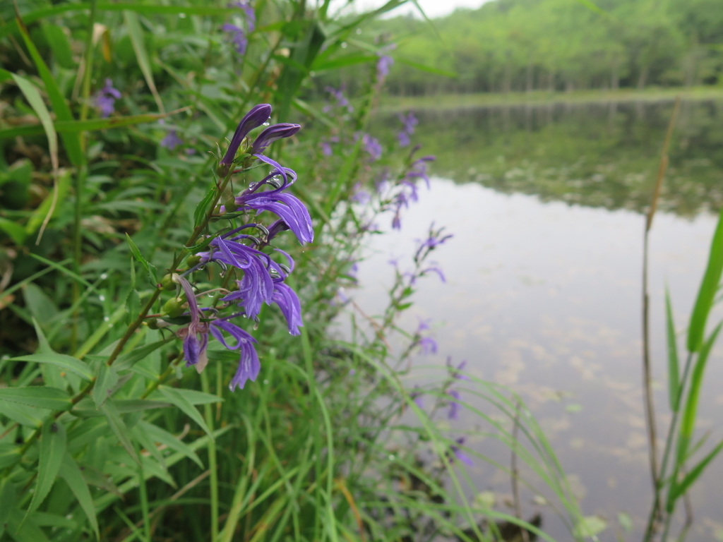 f:id:IMP8566:20180923003254j:plain