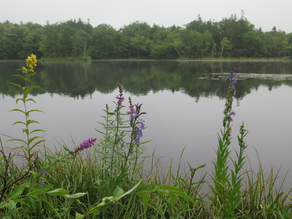 f:id:IMP8566:20180923003522j:plain