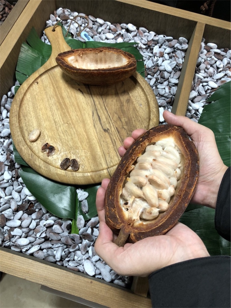 f:id:IMURUTA:20180204215141j:image カカオの果実