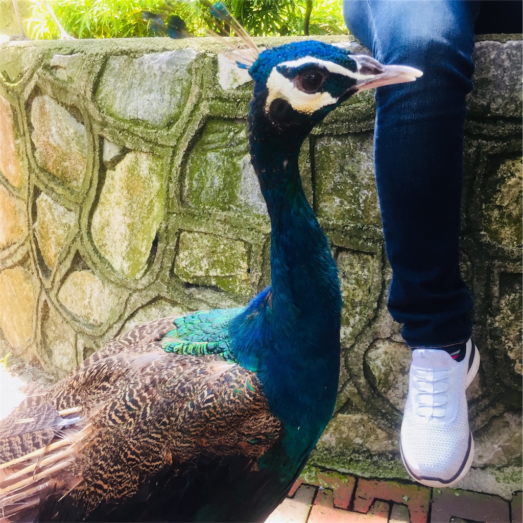 f:id:IMURUTA:20180522111411j:image f:id:IMURUTA:20180522111411j:image