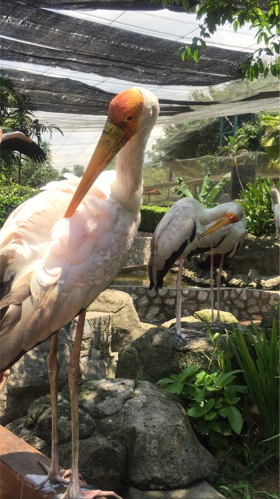 f:id:IMURUTA:20180522111438p:image f:id:IMURUTA:20180522111438p:image