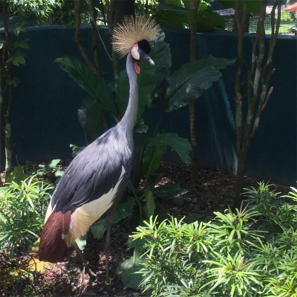 f:id:IMURUTA:20180522125508j:image f:id:IMURUTA:20180522125508j:image