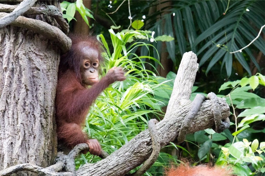 f:id:IMURUTA:20181017214903j:image シンガポール動物園でオランウータンと朝食を食べた体験談