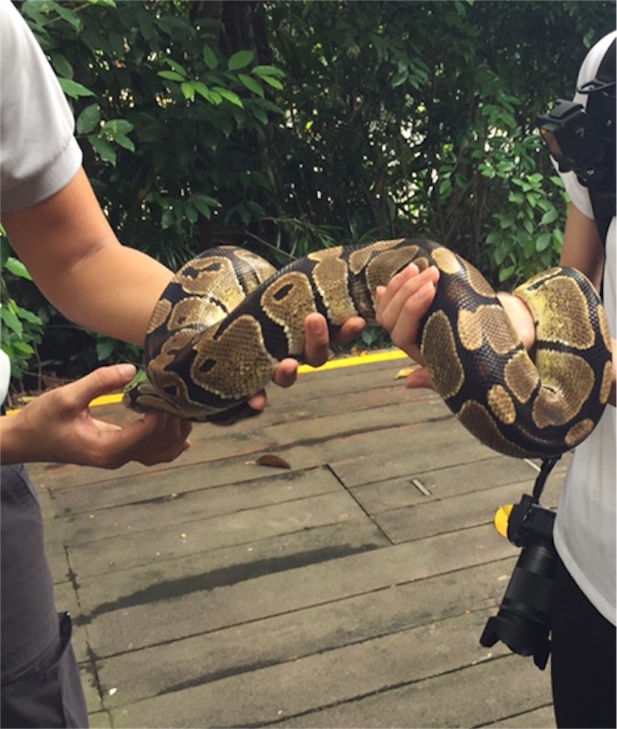 f:id:IMURUTA:20181017214916j:image シンガポール動物園でオランウータンと朝食を食べた体験談