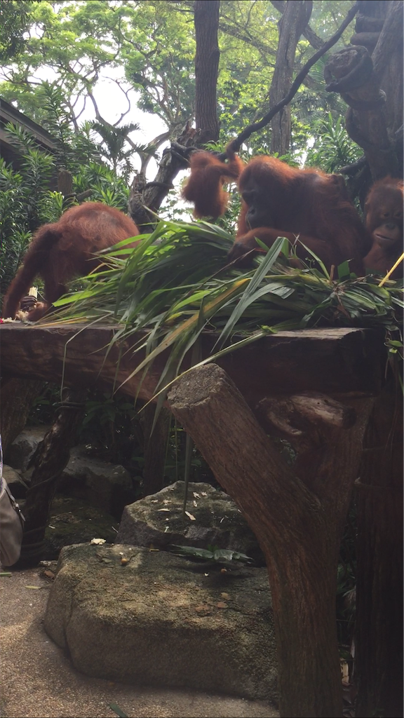 f:id:IMURUTA:20181017214935p:image シンガポール動物園でオランウータンと朝食を食べた体験談