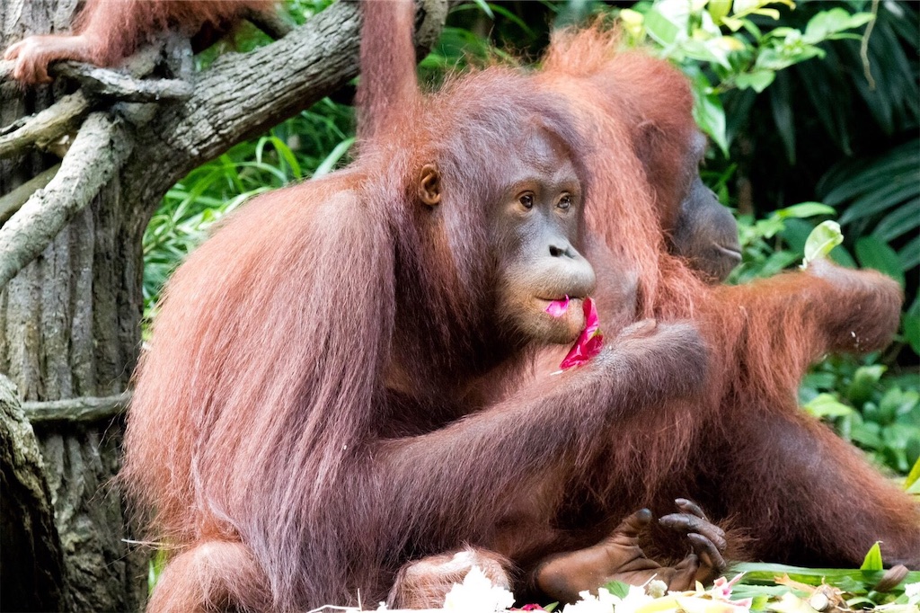 f:id:IMURUTA:20181017214940j:image シンガポール動物園でオランウータンと朝食を食べた体験談