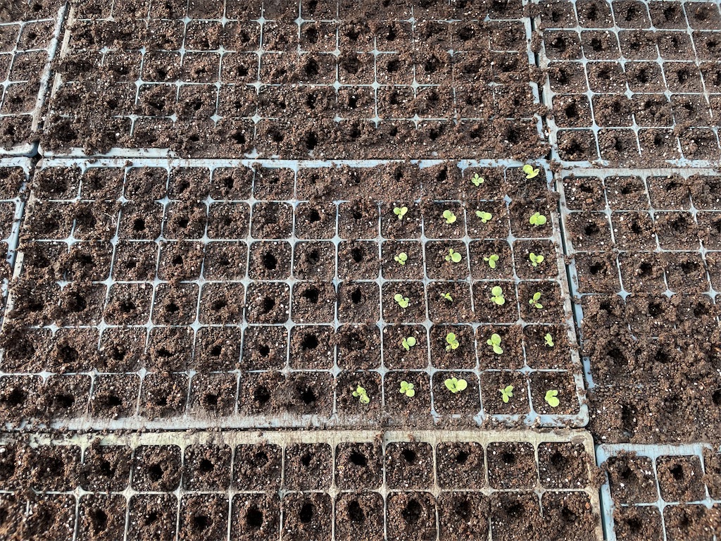 f:id:INAKA_LIFE:20240215191008j:image