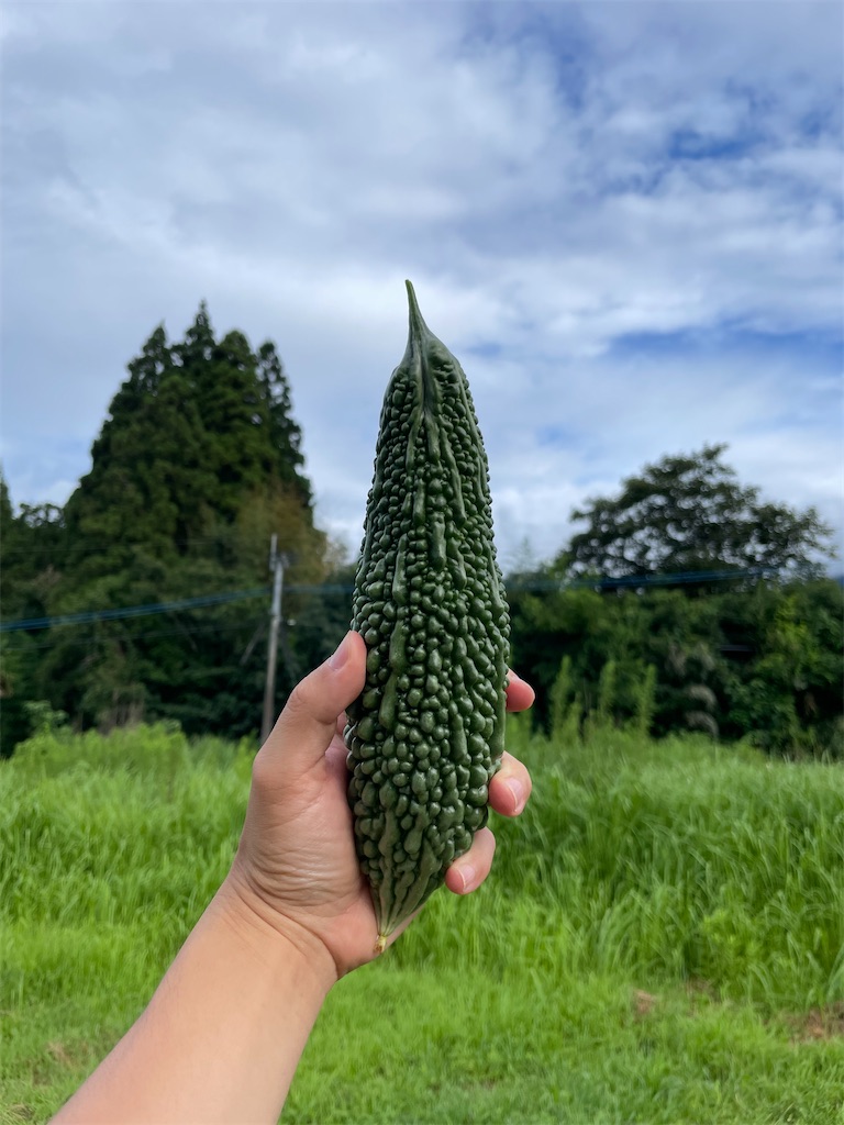 f:id:INAKA_LIFE:20240730112425j:image