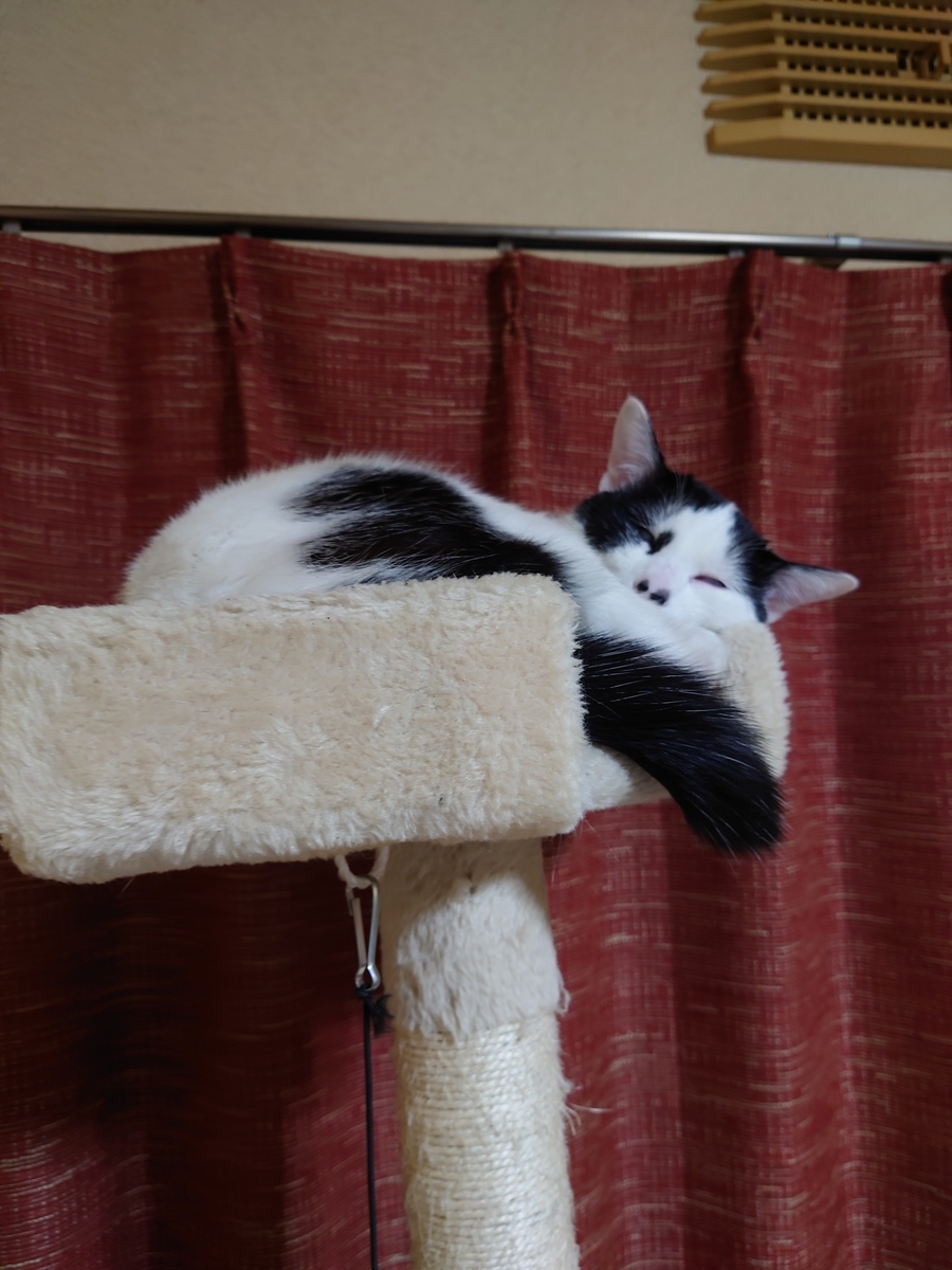 キャットタワーでぐっすりな様子