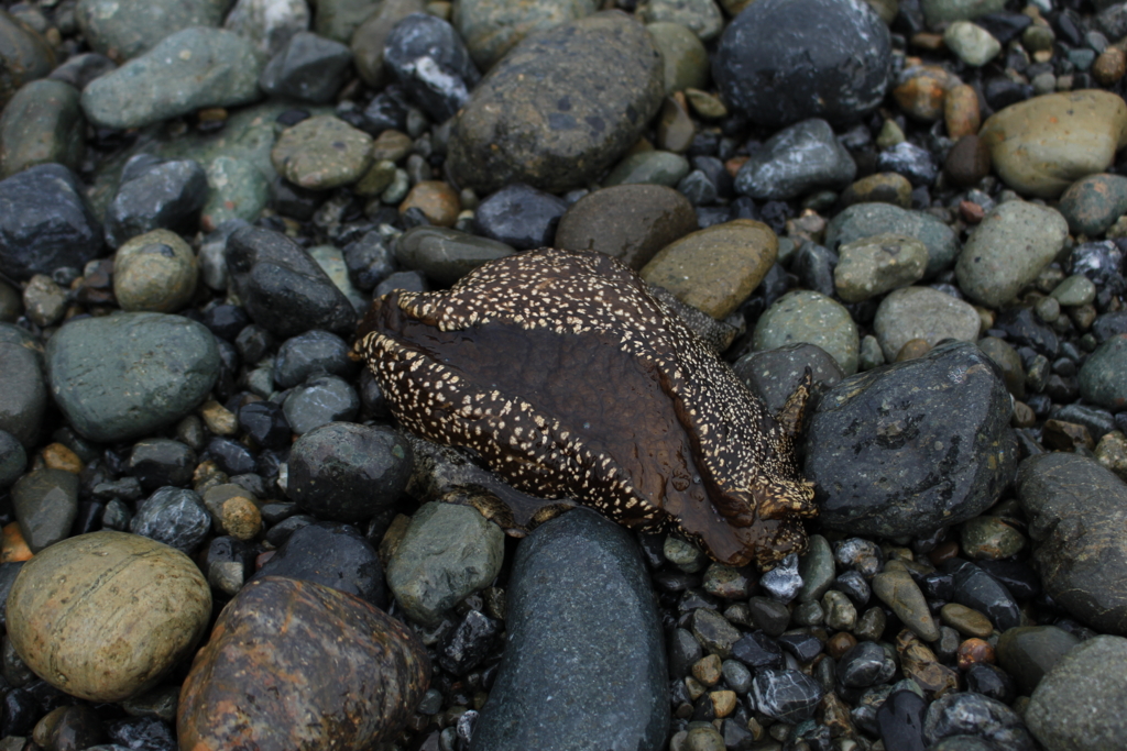 f:id:INU-SUN:20170104050611j:plain f:id:INU-SUN:20170104050611j:plain