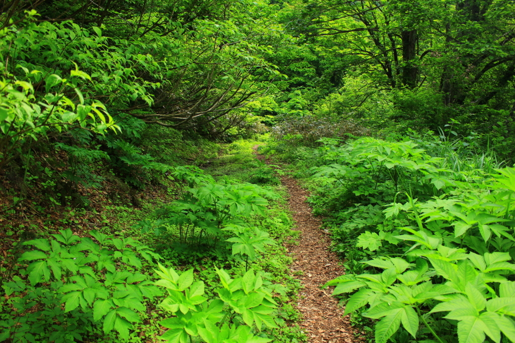 f:id:INU-SUN:20170618210400j:plain f:id:INU-SUN:20170618210400j:plain