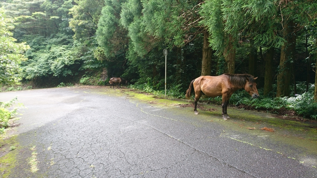 f:id:INU-SUN:20181002035135j:plain f:id:INU-SUN:20181002035135j:plain