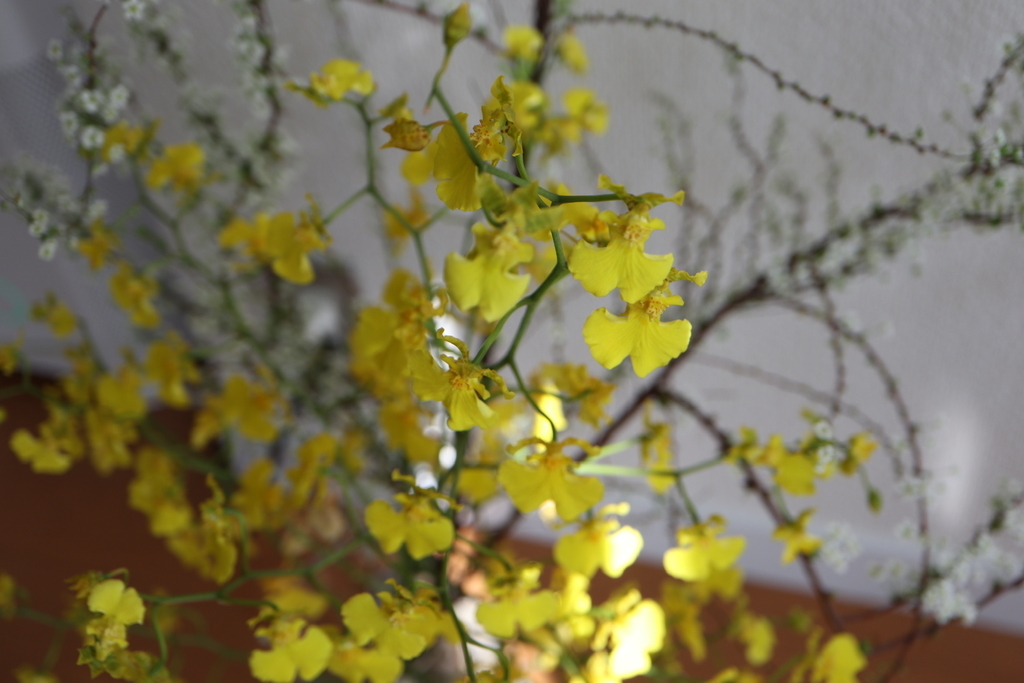 f:id:IRONBOY91:20190226144429j:plain