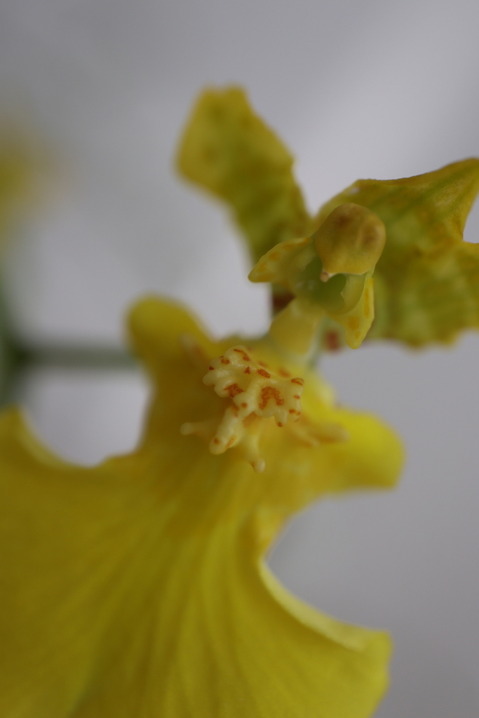 f:id:IRONBOY91:20190226144456j:plain