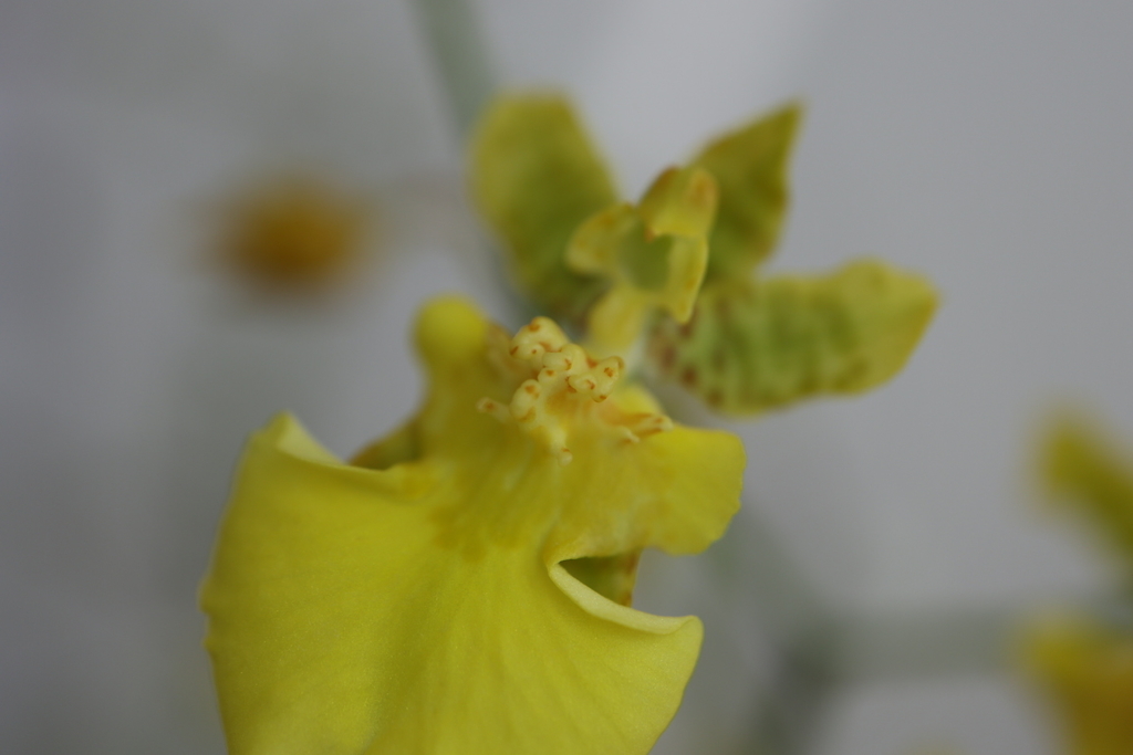 f:id:IRONBOY91:20190226144528j:plain