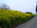 [花][2012]菜の花