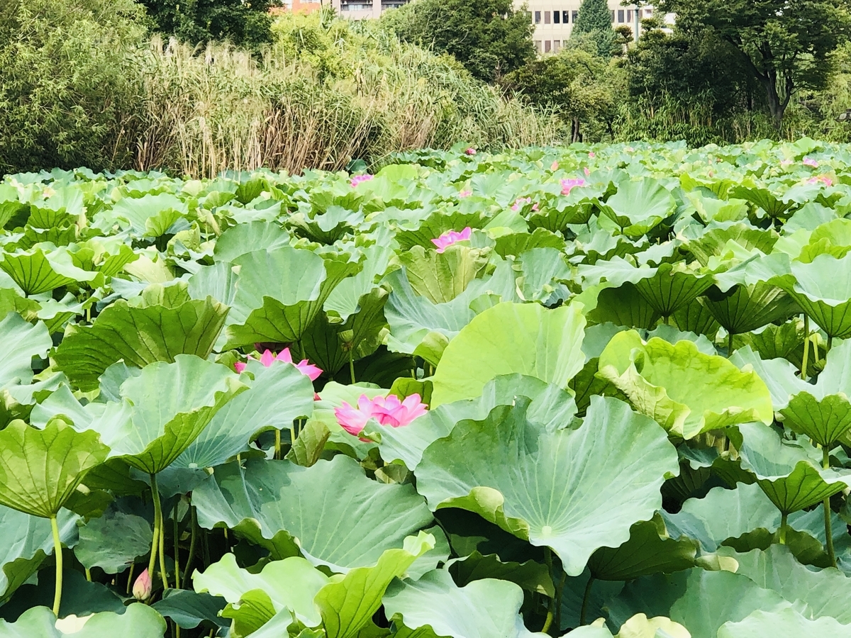 f:id:ITlover:20190830212900j:plain