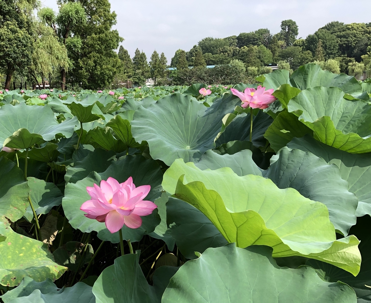 f:id:ITlover:20190830212905j:plain