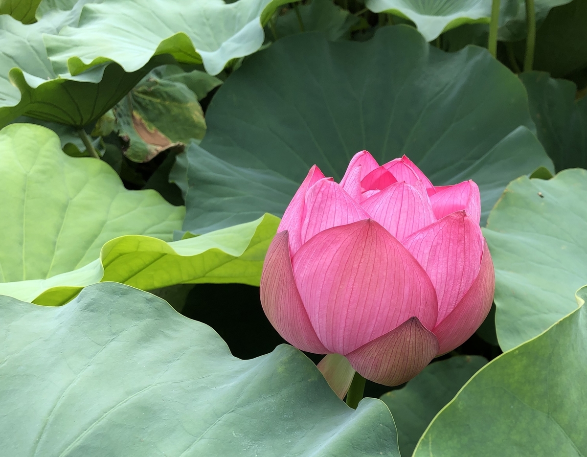 f:id:ITlover:20190830213046j:plain