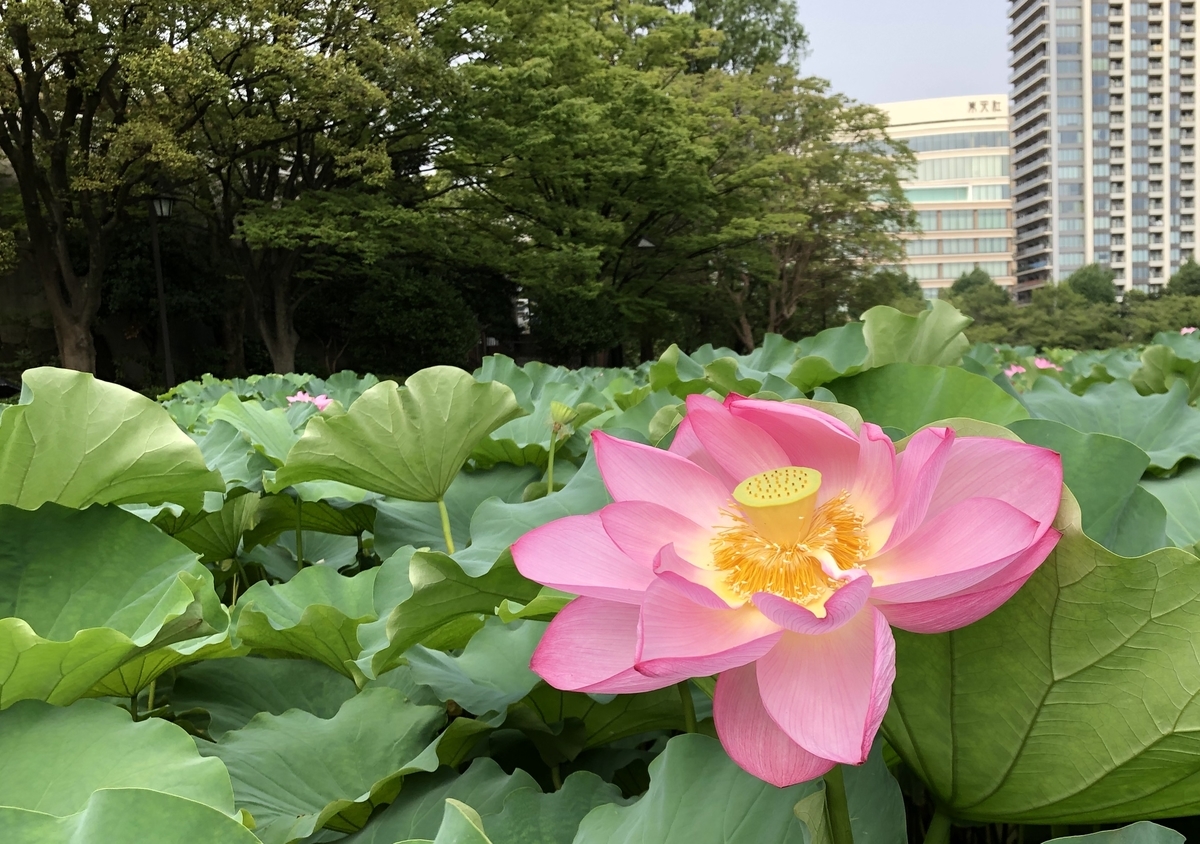 f:id:ITlover:20190830213054j:plain