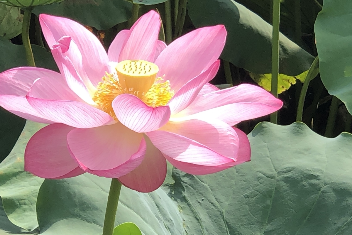 f:id:ITlover:20190830213101j:plain