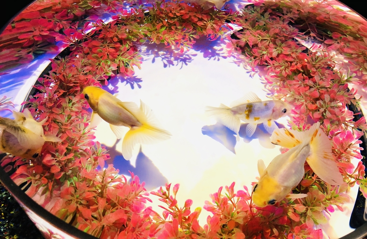 f:id:ITlover:20190904224247j:plain