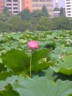 f:id:IWAKIRI:20070728091308j:image