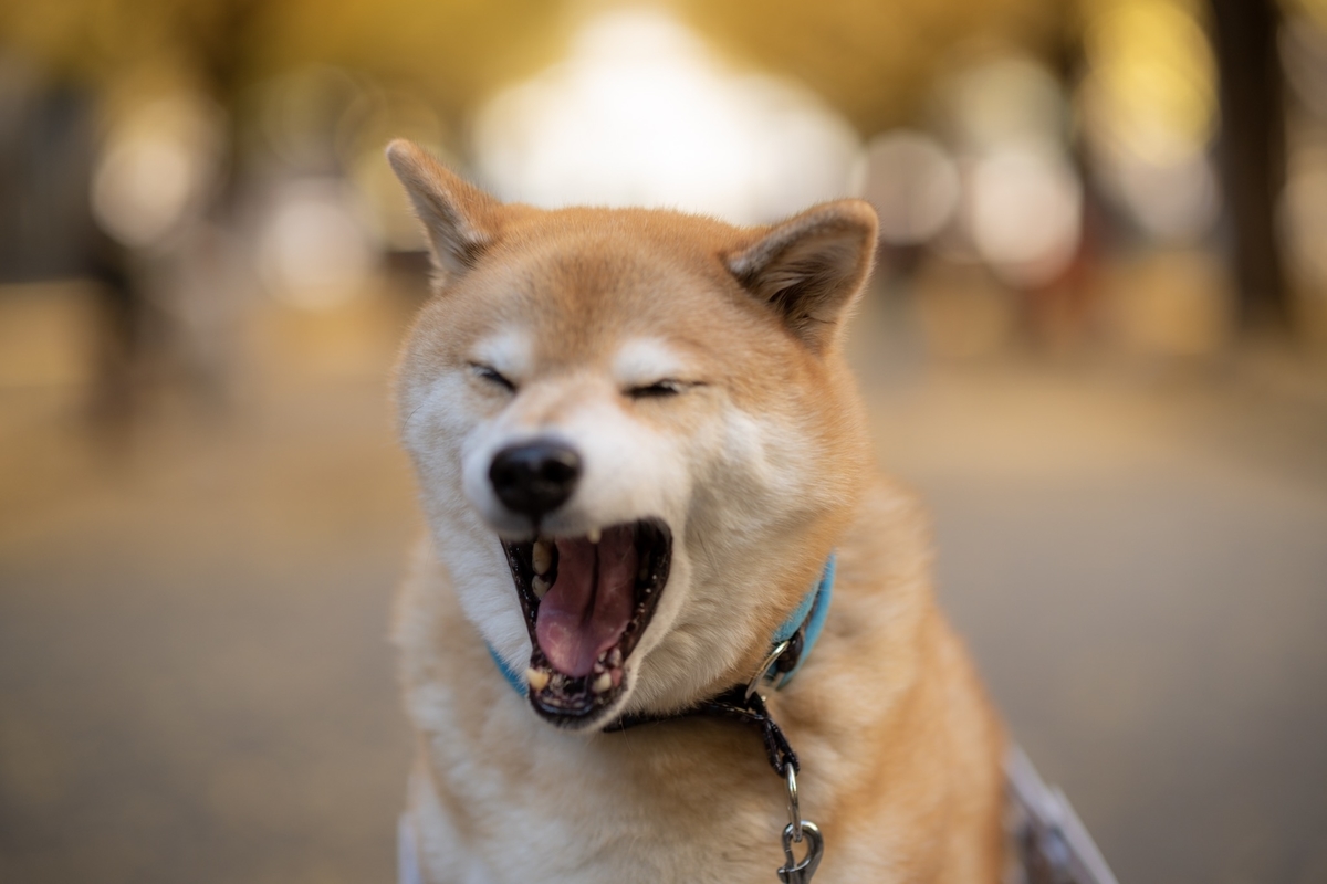 イヌの あくび に隠された理由とは ワンハウス