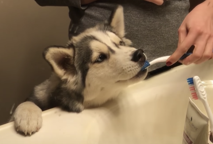 獣医師監修 嫌がる犬の歯磨きをするコツと便利な歯磨きグッズ紹介 ワンハウス