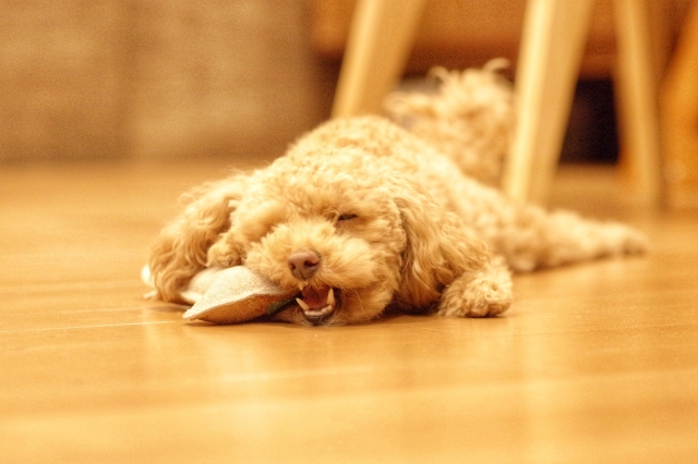 f:id:IWANKOFU:20220331220151j:plain