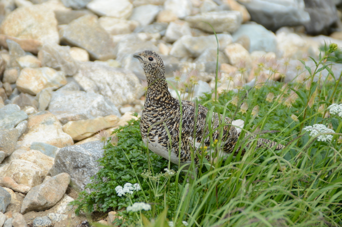 2015/8/6_雷鳥に遇う_剣沢小屋への道 - 星と山と発酵・料理