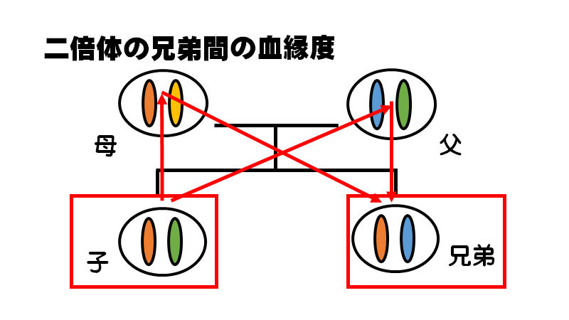 f:id:I_my_mine:20200907100937p:plain
