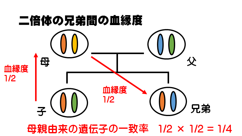 高校の授業で 血縁度の計算 あいまいまいんの生物学