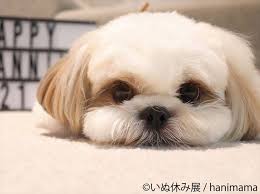 f:id:Ichiei:20191225222355j:plain