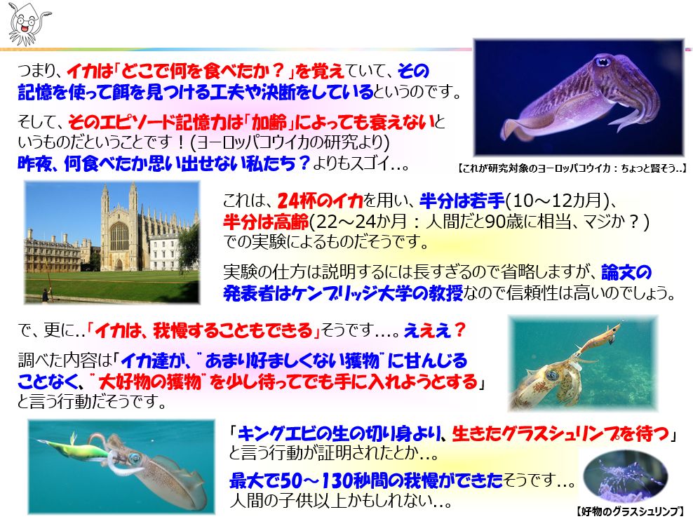 f:id:IchiroStories:20211116160509j:plain